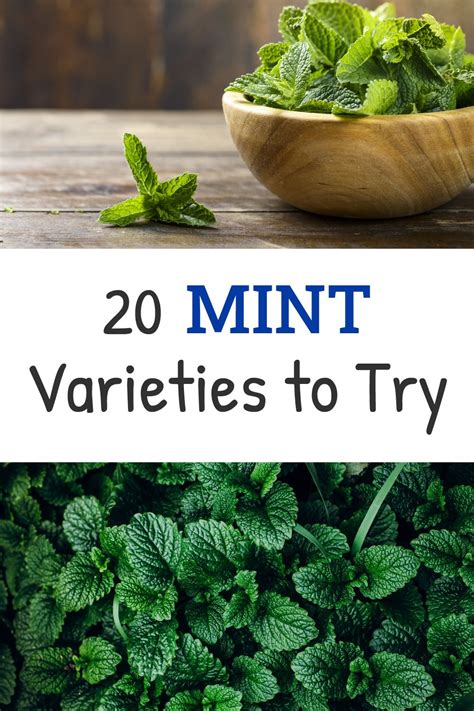 Mint Magic Tea and its Effects on Stress and Anxiety